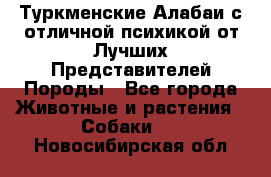 Туркменские Алабаи с отличной психикой от Лучших Представителей Породы - Все города Животные и растения » Собаки   . Новосибирская обл.